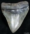 Mega Megalodon Tooth - Inches #2485-1
